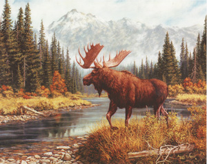 moose in the wild